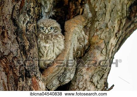 Little owl (Athene noctua), young bird sitting in front of breeding cave, Hesse, Germany, Europe View Large Photo Image Stock Photo - Little owl (Athene noctua), young bird sitting in front of breeding cave, Hesse, Germany, Europe. Fotosearch