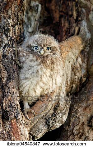 Little owl (Athene noctua), young bird sitting camouflaged in front of breeding cave, Hesse, Germany, Europe View Large Photo Image Stock Photo - Little owl (Athene noctua), young bird sitting camouflaged in front of breeding cave, Hesse, Germany, Europe. Fotosearch