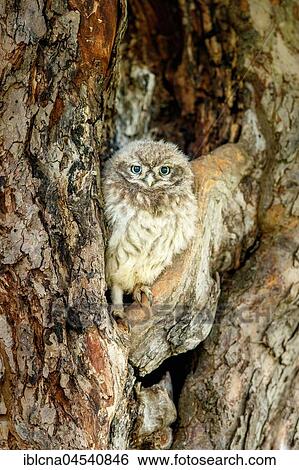 Little owl (Athene noctua), young bird sitting camouflaged in front of breeding cave, Hesse, Germany, Europe View Large Photo Image Stock Photograph - Little owl (Athene noctua), young bird sitting camouflaged in front of breeding cave, Hesse, Germany, Europe. Fotosearch