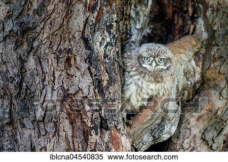 Little owl (Athene noctua), young bird sitting in front of breeding cave, Hesse, Germany, Europe View Large Photo Image Stock Photography - Little owl (Athene noctua), young bird sitting in front of breeding cave, Hesse, Germany, Europe. Fotosearch