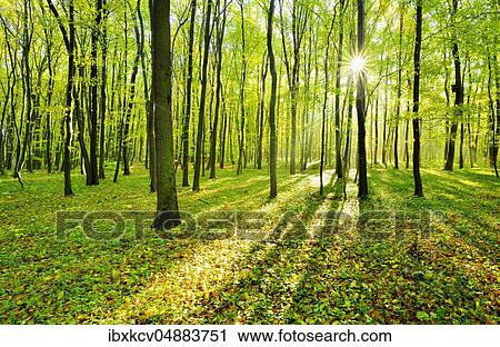Stock Image - Loose mixed deciduous forest in the morning, sun shines through the leaves, near Freyburg, Burgenlandkreis, Saxony-Anhalt, Germany, Europe. Fotosearch