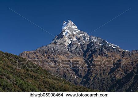 Machapuchare, Himalaya, fish tail, 6997m, holy mountain, Mardi Himal, Annapurna region, Nepal, Asia View Large Photo Image Picture - Machapuchare, Himalaya, fish tail, 6997m, holy mountain, Mardi Himal, Annapurna region, Nepal, Asia. Fotosearch