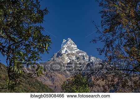 Machapuchare, Himalaya, fish tail, 6997m, holy mountain, Mardi Himal, Annapurna region, Nepal, Asia View Large Photo Image Stock Photograph - Machapuchare, Himalaya, fish tail, 6997m, holy mountain, Mardi Himal, Annapurna region, Nepal, Asia. Fotosearch