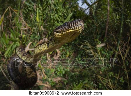 Stock Image - Malagasy Tree Boa (Sanzinia madagascariensis) in the rainforest of Andasibe, East Madagascar, Madagascar, Africa. Fotosearch