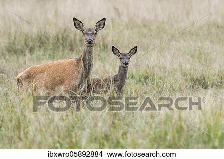 Malamute and calf of red deer ( Cervus elaphus) Portrait, Klamptenborg, Copenhagen, Denmark, Europe View Large Photo Image Picture - Malamute and calf of red deer ( Cervus elaphus) Portrait, Klamptenborg, Copenhagen, Denmark, Europe. Fotosearch