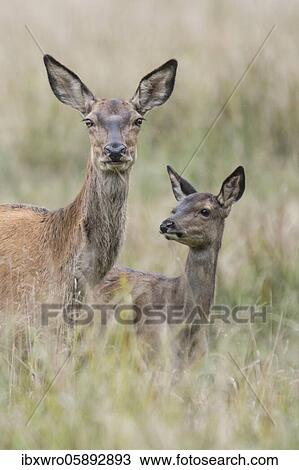 Malamute and calf of red deer ( Cervus elaphus) Portrait, Klamptenborg, Copenhagen, Denmark, Europe View Large Photo Image Stock Image - Malamute and calf of red deer ( Cervus elaphus) Portrait, Klamptenborg, Copenhagen, Denmark, Europe. Fotosearch