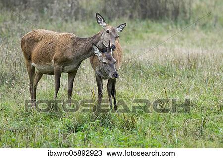 Stock Image - Malamute and calf of red deer ( Cervus elaphus) Klamptenborg, Copenhagen, Denmark, Europe. Fotosearch