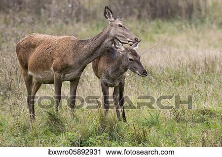 Malamute and calf of red deer ( Cervus elaphus) Klamptenborg, Copenhagen, Denmark, Europe View Large Photo Image Stock Image - Malamute and calf of red deer ( Cervus elaphus) Klamptenborg, Copenhagen, Denmark, Europe. Fotosearch