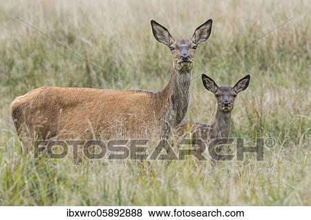 Stock Photo - Malamute and calf of red deer ( Cervus elaphus) Portrait, Klamptenborg, Copenhagen, Denmark, Europe. Fotosearch
