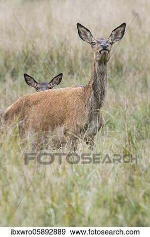 Stock Photo - Malamute and calf of red deer ( Cervus elaphus), securing, Klamptenborg, Copenhagen, Denmark, Europe. Fotosearch