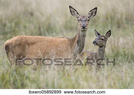Malamute and calf of red deer ( Cervus elaphus) Portrait, Klamptenborg, Copenhagen, Denmark, Europe View Large Photo Image Stock Photo - Malamute and calf of red deer ( Cervus elaphus) Portrait, Klamptenborg, Copenhagen, Denmark, Europe. Fotosearch