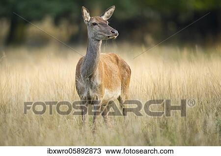 Malamute of the red deer ( Cervus elaphus) Klamptenborg, Copenhagen, Denmark, Europe View Large Photo Image Stock Image - Malamute of the red deer ( Cervus elaphus) Klamptenborg, Copenhagen, Denmark, Europe. Fotosearch