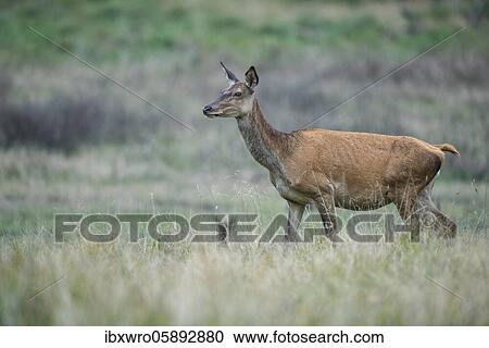 Stock Image - Malamute of the red deer ( Cervus elaphus) Klamptenborg, Copenhagen, Denmark, Europe. Fotosearch