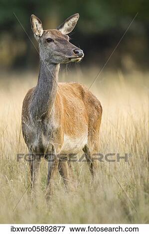 Malamute of the red deer ( Cervus elaphus) Klamptenborg, Copenhagen, Denmark, Europe View Large Photo Image Stock Photo - Malamute of the red deer ( Cervus elaphus) Klamptenborg, Copenhagen, Denmark, Europe. Fotosearch