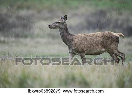 Stock Photo - Malamute of the red deer ( Cervus elaphus) Klamptenborg, Copenhagen, Denmark, Europe. Fotosearch