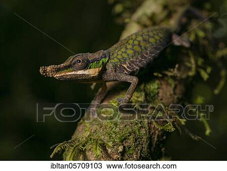 Male chameleon (Calumma roaloko) in the rainforests of Andasibe, East Madagascar, Madagascar, Africa View Large Photo Image Stock Image - Male chameleon (Calumma roaloko) in the rainforests of Andasibe, East Madagascar, Madagascar, Africa. Fotosearch