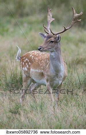 Stock Photograph - Male Fallow deer ( dama dama) Puttbus, Mecklenburg-Vorpommern, Germany, Europe. Fotosearch