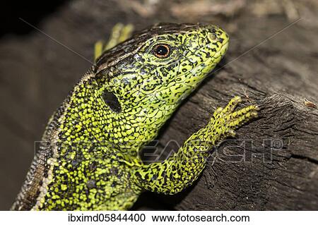 Male Sand lizard ( Lacerta agilis) in the raised bog, Bavaria, Germany, Europe View Large Photo Image Stock Image - Male Sand lizard ( Lacerta agilis) in the raised bog, Bavaria, Germany, Europe. Fotosearch