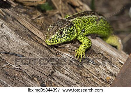 Male Sand lizard ( Lacerta agilis) in the raised bog, Bavaria, Germany, Europe View Large Photo Image Stock Photo - Male Sand lizard ( Lacerta agilis) in the raised bog, Bavaria, Germany, Europe. Fotosearch