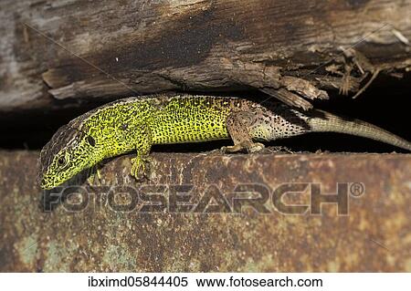 Male Sand lizard ( Lacerta agilis) in the raised bog, Bavaria, Germany, Europe View Large Photo Image Stock Photography - Male Sand lizard ( Lacerta agilis) in the raised bog, Bavaria, Germany, Europe. Fotosearch