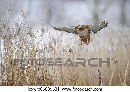 Mallard ( Anas platyrhynchos) female in winter, flying over reeds with hoarfrost, Lower Saxony, Germany, Europe View Large Photo Image Stock Image - Mallard ( Anas platyrhynchos) female in winter, flying over reeds with hoarfrost, Lower Saxony, Germany, Europe. Fotosearch