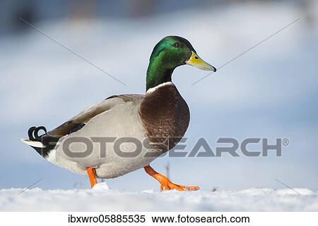 Mallard ( Anas platyrhynchos) walking in the snow, drake, male, Lower Saxony, Germany, Europe View Large Photo Image Stock Photography - Mallard ( Anas platyrhynchos) walking in the snow, drake, male, Lower Saxony, Germany, Europe. Fotosearch
