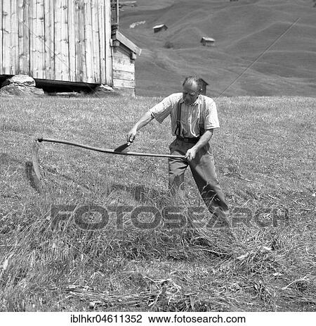 Man mowing cereals, wheat harvest, agriculture ca. 1955, near Freiburg, Germany, Europe View Large Photo Image Stock Image - Man mowing cereals, wheat harvest, agriculture ca. 1955, near Freiburg, Germany, Europe. Fotosearch