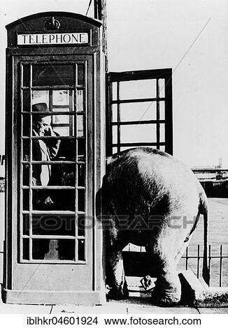 Man with small elephant in a telephone booth, England, Great Britain View Large Photo Image Picture - Man with small elephant in a telephone booth, England, Great Britain. Fotosearch