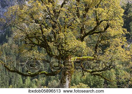 Maple (Acer) in autumn, Detail, Großer boden, Eng, Karwendel, Tyrol, Austria, Europe View Large Photo Image Stock Image - Maple (Acer) in autumn, Detail, Großer boden, Eng, Karwendel, Tyrol, Austria, Europe. Fotosearch