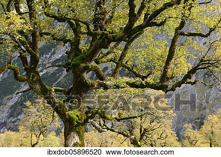Maple (Acer) in autumn, Detail, Großer boden, Eng, Karwendel, Tyrol, Austria, Europe View Large Photo Image Stock Image - Maple (Acer) in autumn, Detail, Großer boden, Eng, Karwendel, Tyrol, Austria, Europe. Fotosearch