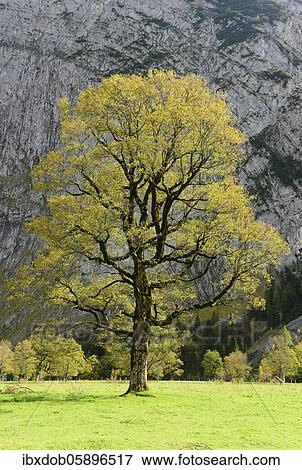 Maple (Acer) in autumn, Großer boden, Eng, Karwendel, Tyrol, Austria, Europe View Large Photo Image Stock Photo - Maple (Acer) in autumn, Großer boden, Eng, Karwendel, Tyrol, Austria, Europe. Fotosearch