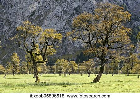 Maple (Acer) in autumn, Großer boden, Eng, Karwendel, Tyrol, Austria, Europe View Large Photo Image Stock Photo - Maple (Acer) in autumn, Großer boden, Eng, Karwendel, Tyrol, Austria, Europe. Fotosearch