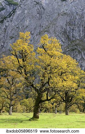 Maple (Acer) in autumn, Großer boden, Eng, Karwendel, Tyrol, Austria, Europe View Large Photo Image Stock Photo - Maple (Acer) in autumn, Großer boden, Eng, Karwendel, Tyrol, Austria, Europe. Fotosearch