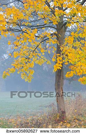 Maple ( Acer) with autumnally discoloured leaves, tree, Oldenburger Münsterland, Vechta, Lower Saxony, Germany, Europe View Large Photo Image Stock Photo - Maple ( Acer) with autumnally discoloured leaves, tree, Oldenburger Münsterland, Vechta, Lower Saxony, Germany, Europe. Fotosearch