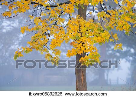Maple ( Acer) with autumnally discoloured leaves, tree, Oldenburger Münsterland, Vechta, Lower Saxony, Germany, Europe View Large Photo Image Stock Photograph - Maple ( Acer) with autumnally discoloured leaves, tree, Oldenburger Münsterland, Vechta, Lower Saxony, Germany, Europe. Fotosearch