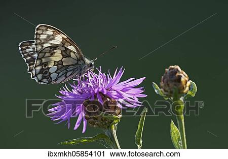 Marbled white (Melanargia galathea) sits on Brown knapweed (Centaurea jacea) Hesse, Germany, Europe View Large Photo Image Stock Image - Marbled white (Melanargia galathea) sits on Brown knapweed (Centaurea jacea) Hesse, Germany, Europe. Fotosearch