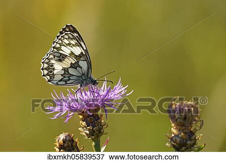 Stock Photo - Marbled white (Melanargia galathea) sits on Brown knapweed (Centaurea jacea) Hesse, Germany, Europe. Fotosearch