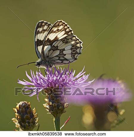 Marbled white (Melanargia galathea) sits on Brown knapweed (Centaurea jacea) Hesse, Germany, Europe View Large Photo Image Stock Photo - Marbled white (Melanargia galathea) sits on Brown knapweed (Centaurea jacea) Hesse, Germany, Europe. Fotosearch