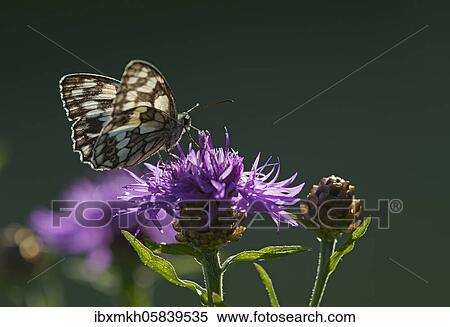 Marbled white (Melanargia galathea) sits on Brown knapweed (Centaurea jacea) Hesse, Germany, Europe View Large Photo Image Stock Photography - Marbled white (Melanargia galathea) sits on Brown knapweed (Centaurea jacea) Hesse, Germany, Europe. Fotosearch