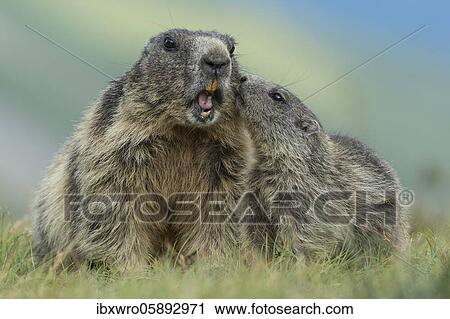Marmot with young ( Marmot) animal, Alps, Hohe Tauern National Park, Heiligenblut, Carinthia, Austria, Europe View Large Photo Image Stock Image - Marmot with young ( Marmot) animal, Alps, Hohe Tauern National Park, Heiligenblut, Carinthia, Austria, Europe. Fotosearch
