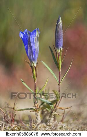 Marsh gentian (Gentiana pneumonanthe), Emsland, Lower Saxony, Germany, Europe View Large Photo Image Stock Photo - Marsh gentian (Gentiana pneumonanthe), Emsland, Lower Saxony, Germany, Europe. Fotosearch