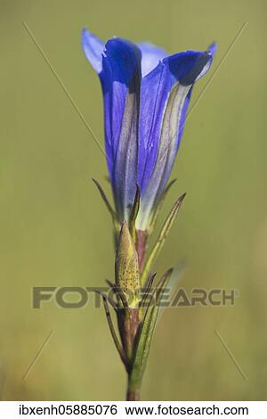Marsh gentian (Gentiana pneumonanthe), Emsland, Lower Saxony, Germany, Europe View Large Photo Image Stock Photograph - Marsh gentian (Gentiana pneumonanthe), Emsland, Lower Saxony, Germany, Europe. Fotosearch