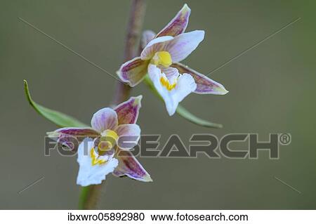 Marsh Helleborine ( Epipactis palustris) in bloom, orchid, dam, Lower Saxony, Germany, Europe View Large Photo Image Stock Image - Marsh Helleborine ( Epipactis palustris) in bloom, orchid, dam, Lower Saxony, Germany, Europe. Fotosearch