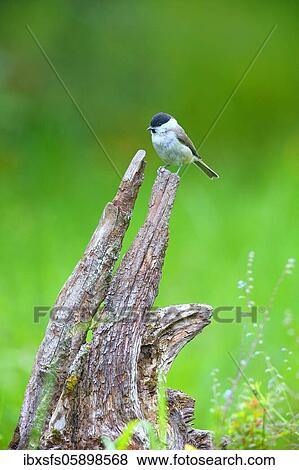 Marsh tit (Parus palustris) sits on a root, Solms, Hesse View Large Photo Image Stock Photo - Marsh tit (Parus palustris) sits on a root, Solms, Hesse. Fotosearch