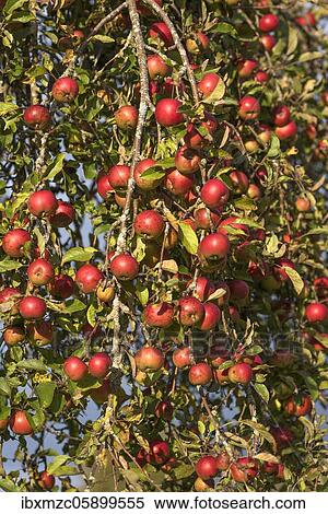 Mature red apples (Malus) hang on Apple tree, Bavaria, Germany, Europe View Large Photo Image Stock Photography - Mature red apples (Malus) hang on Apple tree, Bavaria, Germany, Europe. Fotosearch