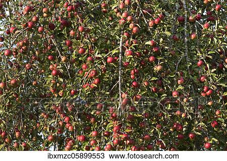 Maturity apples (Malus) am Apple tree, Bavaria, Germany, Europe View Large Photo Image Stock Image - Maturity apples (Malus) am Apple tree, Bavaria, Germany, Europe. Fotosearch