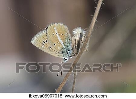 Stock Photo - Mazarine Blue (Polyommatus semiargus) Wallis, Switzerland, Europe. Fotosearch