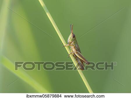 Picture - Meadow grasshopper ( Chorthippus parallelus) on a blade of grass, Perlacher Forst, Upper Bavaria, Bavaria, Germany, Europe. Fotosearch