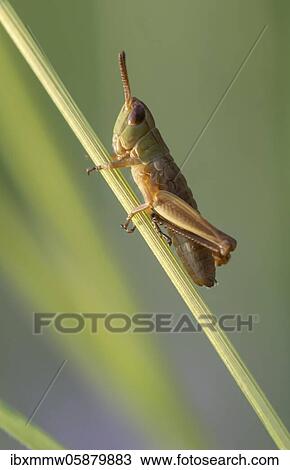 Stock Image - Meadow grasshopper ( Chorthippus parallelus) on a blade of grass, Perlacher Forst, Upper Bavaria, Bavaria, Germany, Europe. Fotosearch