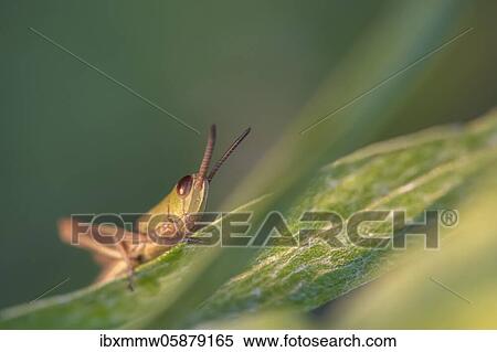 Stock Photography - Meadow grasshopper ( Chorthippus parallelus) on a blade of grass, Perlacher Forst, Upper Bavaria, Bavaria, Germany, Europe. Fotosearch